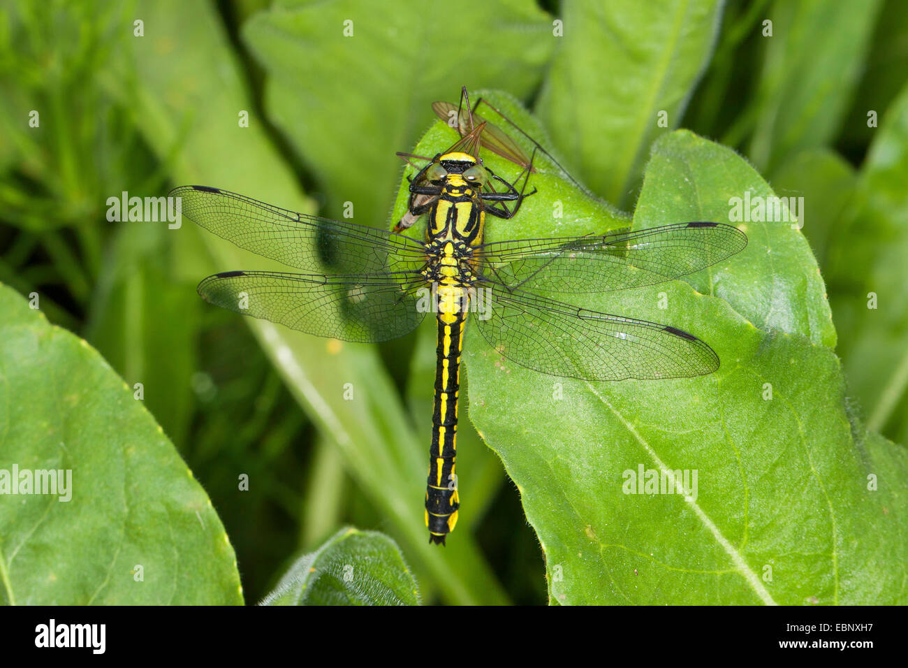 Club-tailed dragonfly (Gomphus vulgatissimus), con presas, Alemania Foto de stock