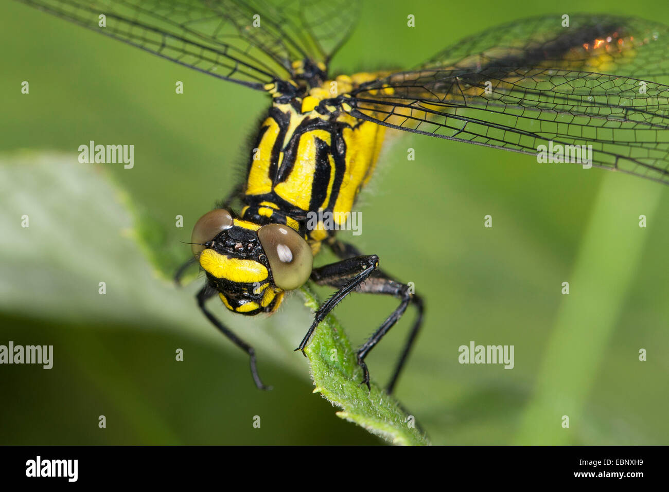 Club-tailed dragonfly (Gomphus vulgatissimus), retrato, Alemania Foto de stock