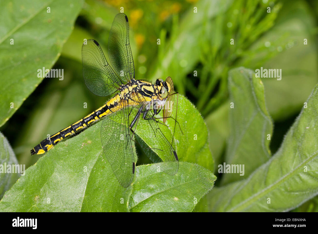 Club-tailed dragonfly (Gomphus vulgatissimus), con presas, Alemania Foto de stock