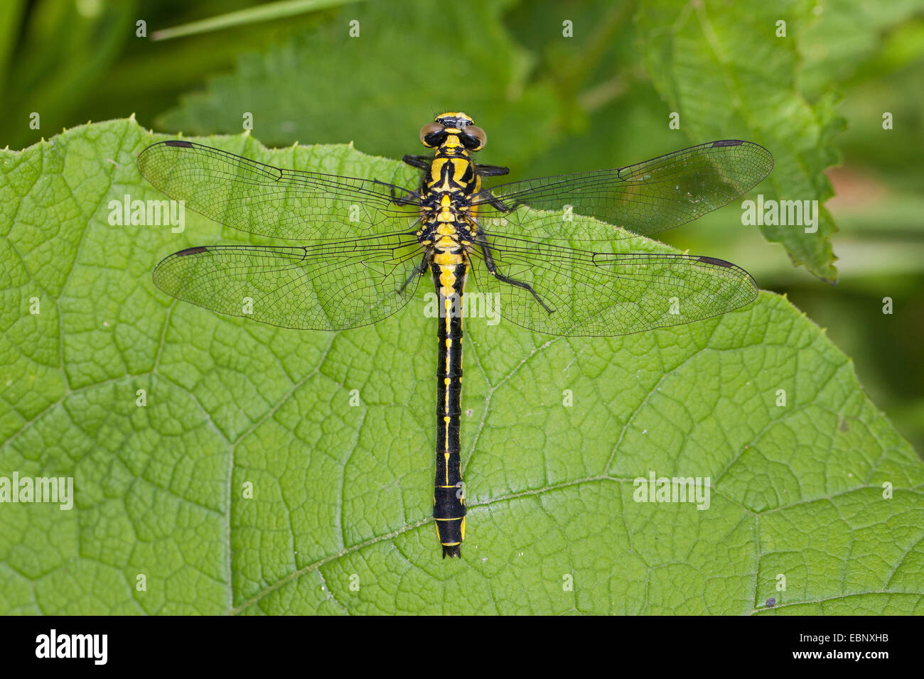 Club-tailed dragonfly (Gomphus vulgatissimus), en una lámina, Alemania Foto de stock