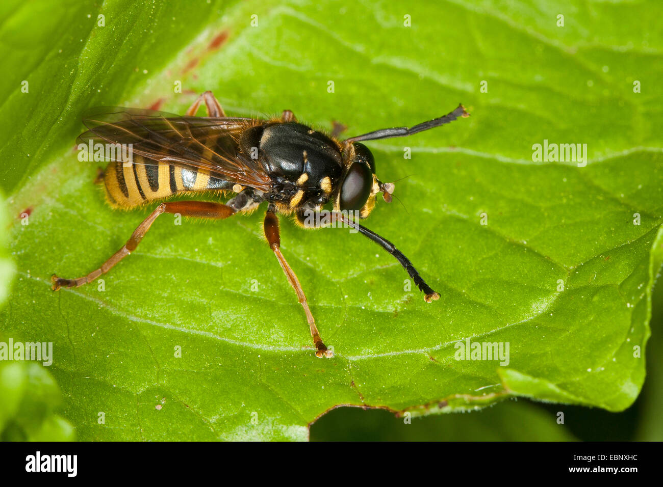 (Hoverfly mimikry Temnostoma apiforme), porque de la avispa-Like patrón Foto de stock