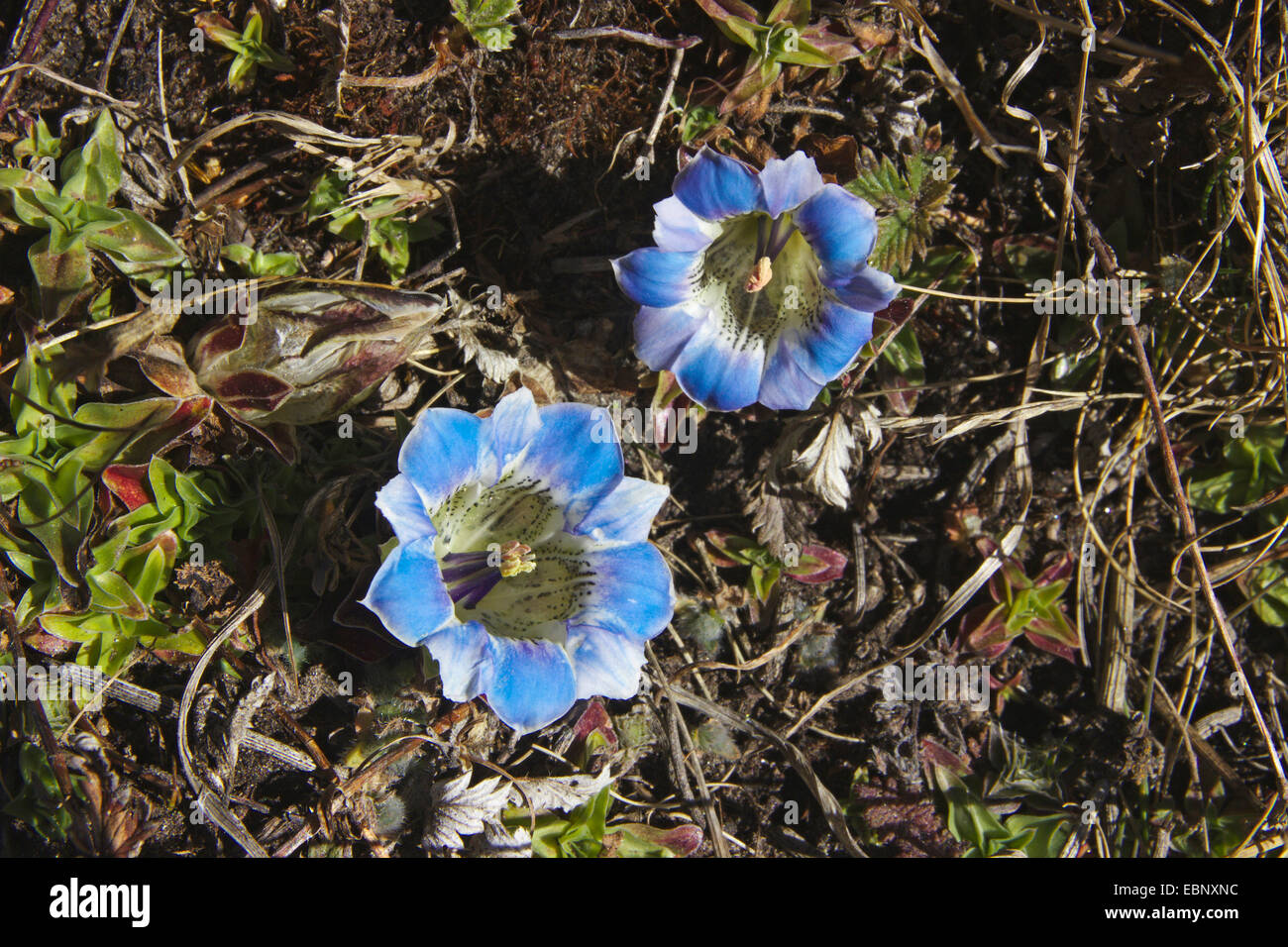 La genciana (Gentiana depressa), dos flores, Nepal, Langtang-Tal Foto de stock