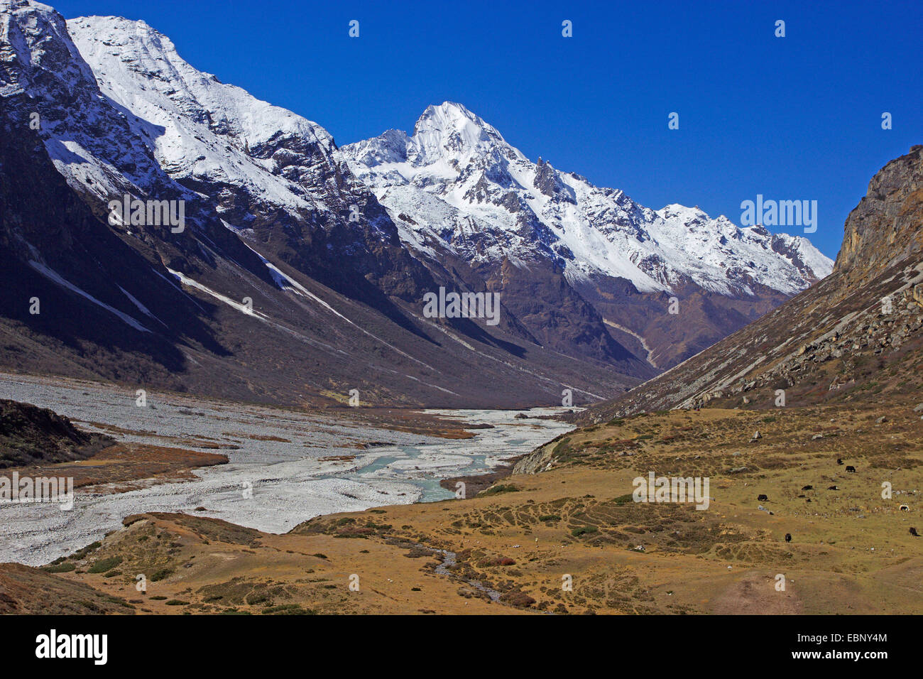 Langtang valle con Naya Kangri, Nepal Langtang Himal Foto de stock