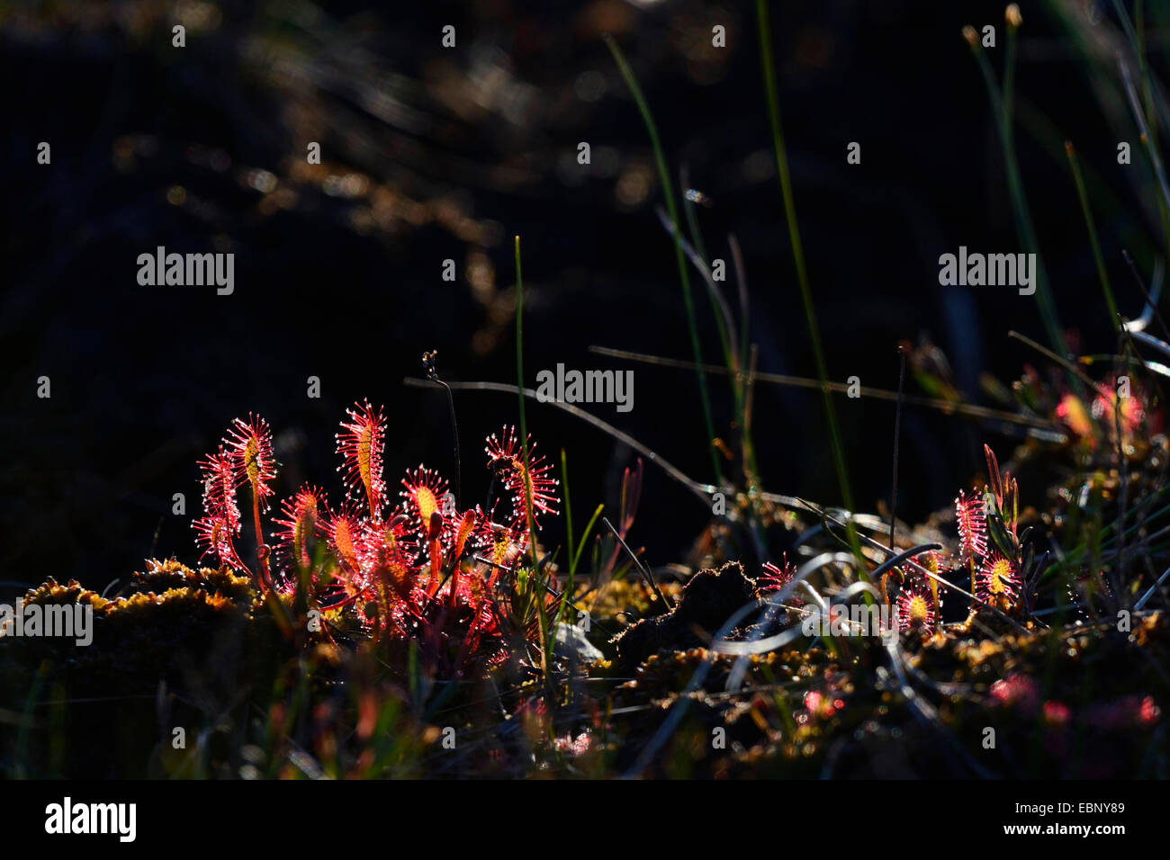Gran sundew, Inglés sundew (Drosera anglica), el centelleo de la luz de la mañana, Finlandia Foto de stock