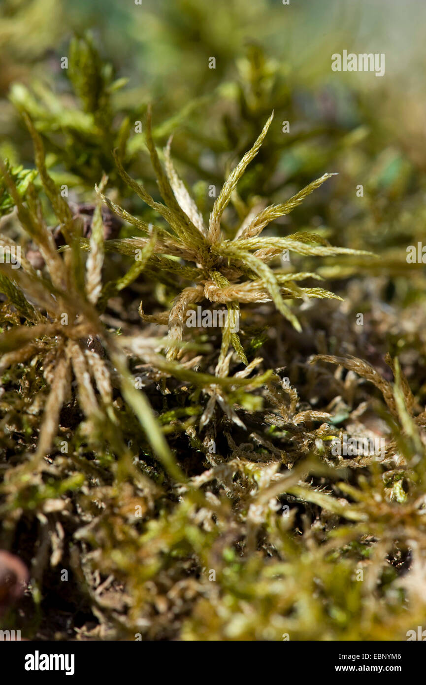 (Climacium Climacium dendroides dendroides), en estado seco, Alemania Foto de stock