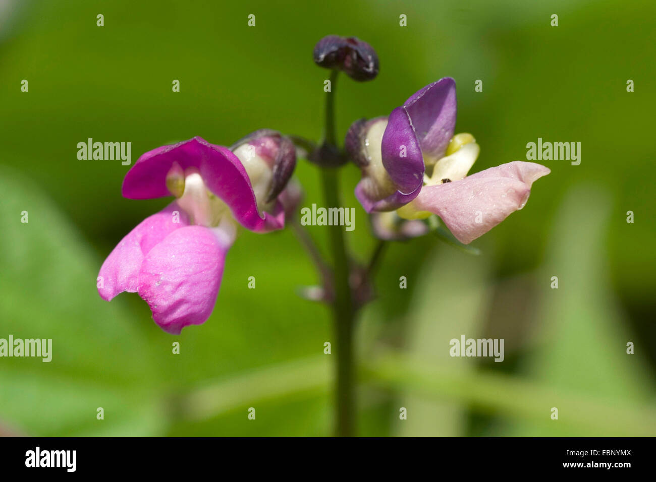 Polo de caraota (Phaseolus vulgaris var. vulgaris), flores Foto de stock
