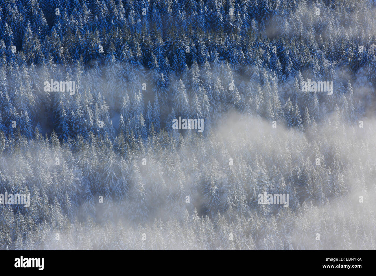 Nevados bosques de coníferas con , Suiza, Appenzell Foto de stock