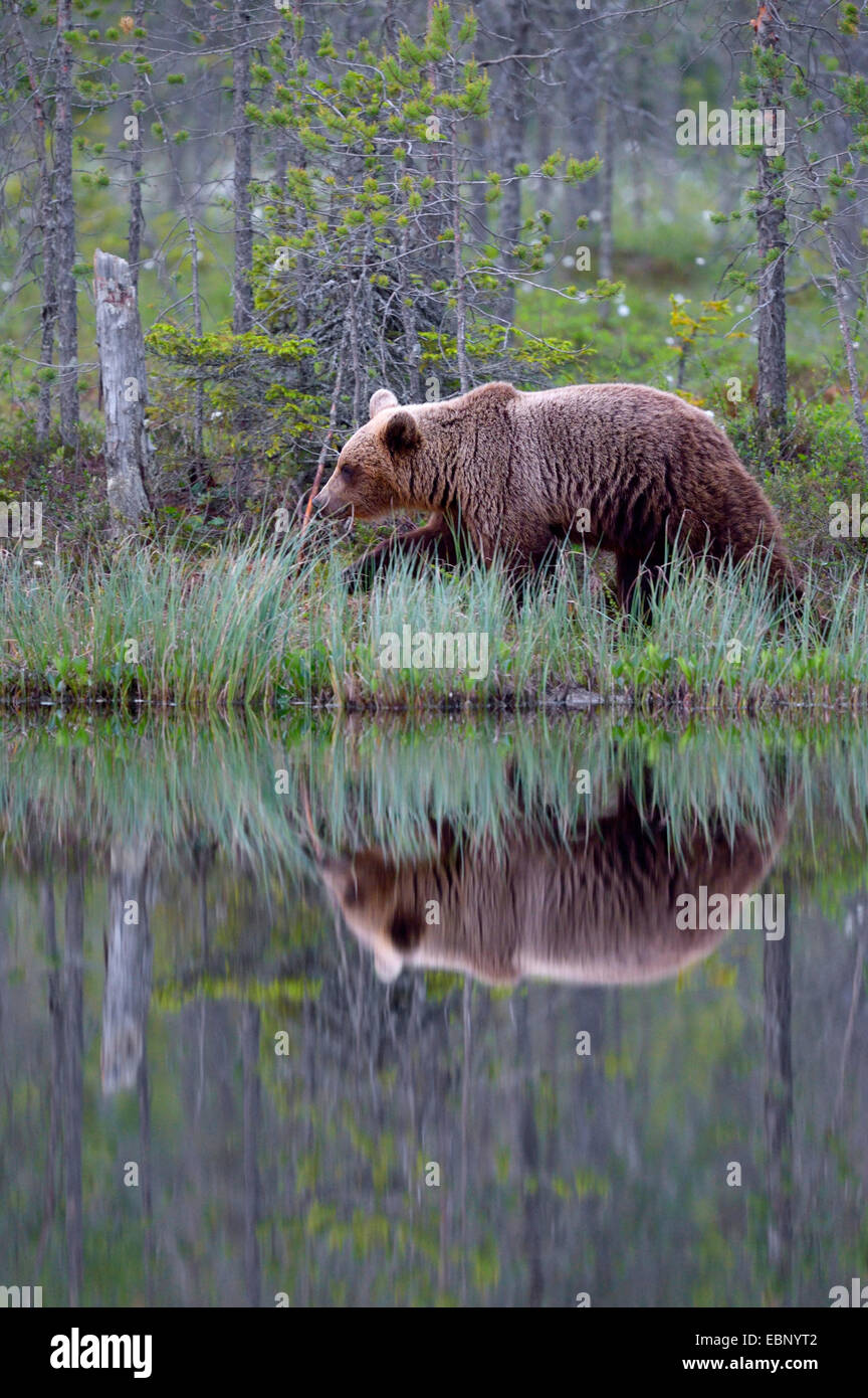 Unión oso pardo (Ursus arctos arctos), en un bosque de coníferas finlandesa, en un páramo de estanque con imagen de espejo, Finlandia Foto de stock