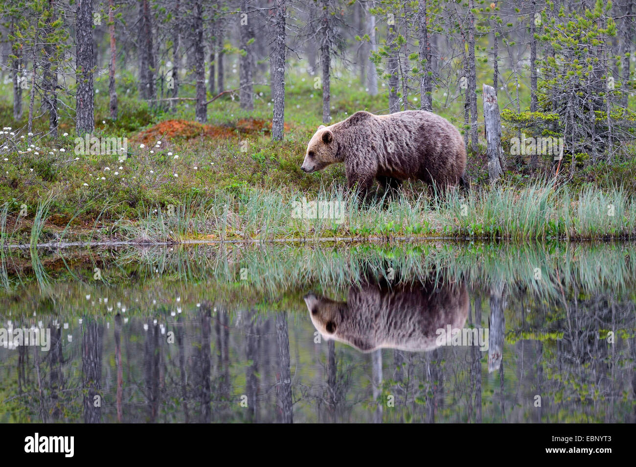 Unión oso pardo (Ursus arctos arctos), en un bosque de coníferas finlandesa, en un páramo de estanque con imagen de espejo, Finlandia Foto de stock