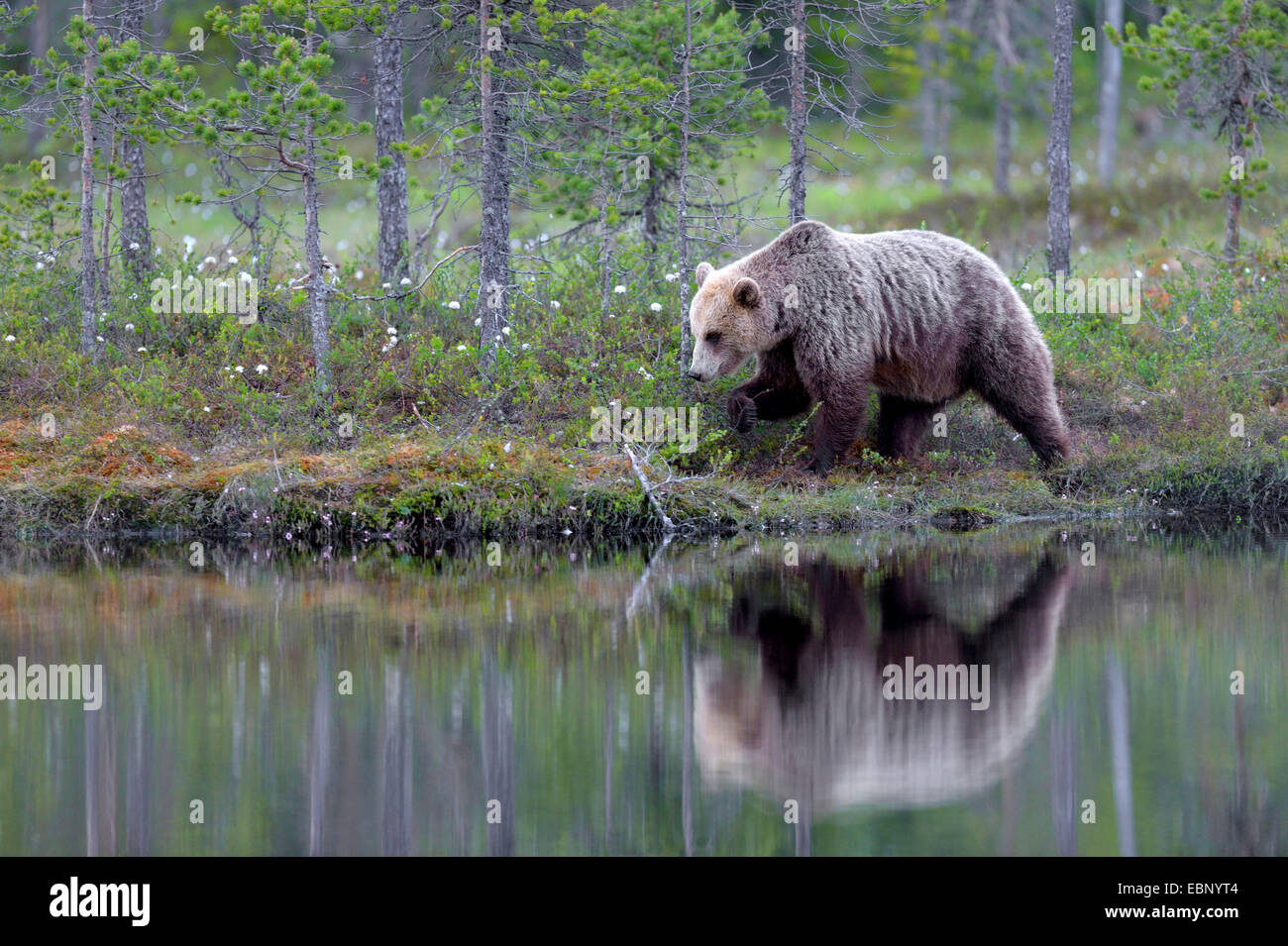 Unión oso pardo (Ursus arctos arctos), en un bosque de coníferas finlandesa, en un páramo de estanque con imagen de espejo, Finlandia Foto de stock