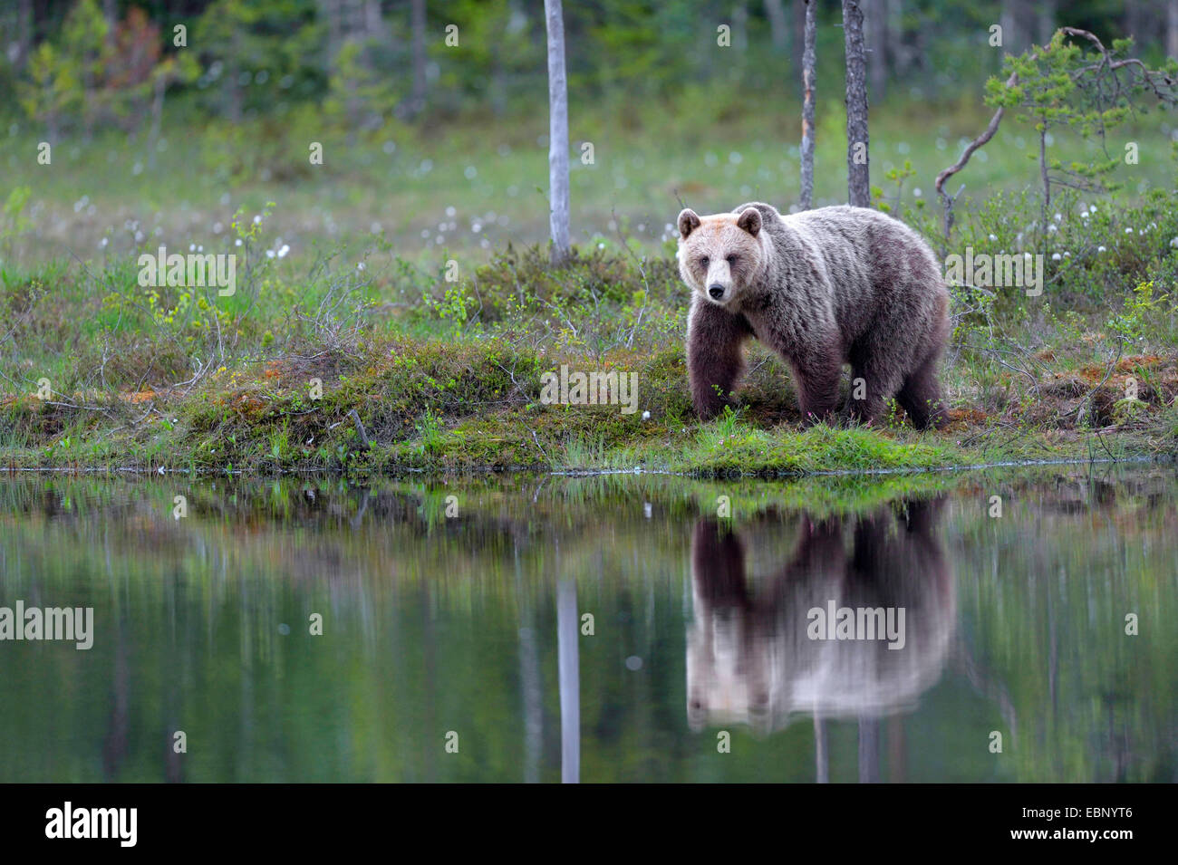 Unión oso pardo (Ursus arctos arctos), en un bosque de coníferas finlandesa, en un páramo de estanque con imagen de espejo, Finlandia Foto de stock