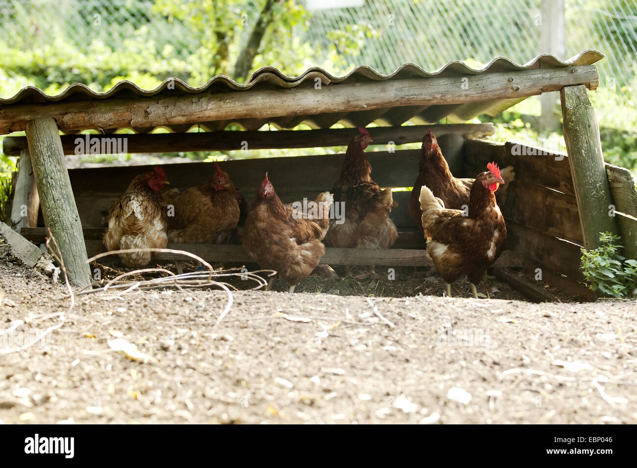 Refugio de pollos fotografías e imágenes de alta resolución - Alamy Refugio de pollos fotografías e imágenes de alta resolución - Alamy