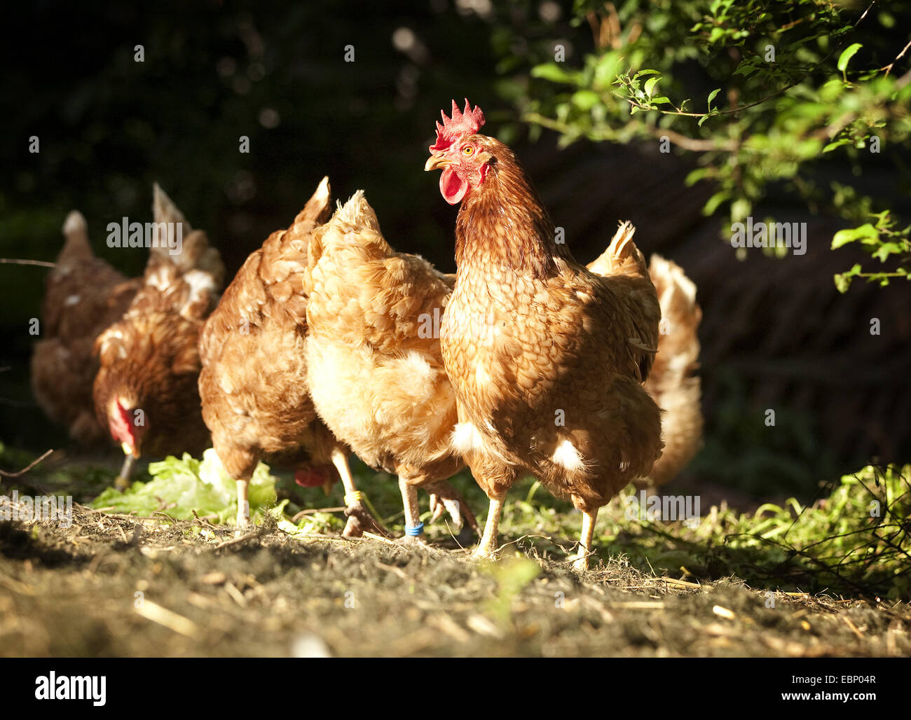 Las gallinas (Gallus gallus f. domestica), grupo de gallinas marrón en Chicken Run , Alemania Baden-Wurtemberg Foto de stock