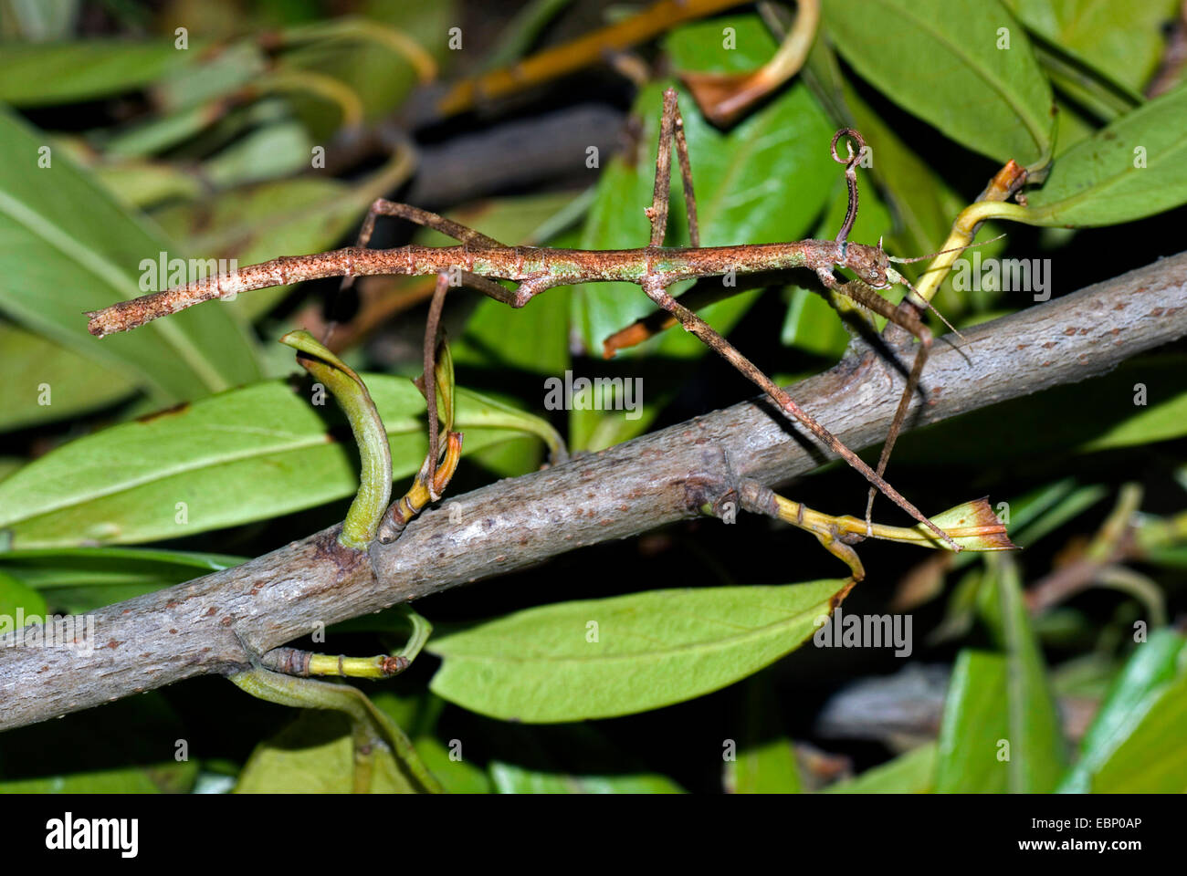 Walkingstick vietnamita (Baculum extradentatum), en una rama Foto de stock