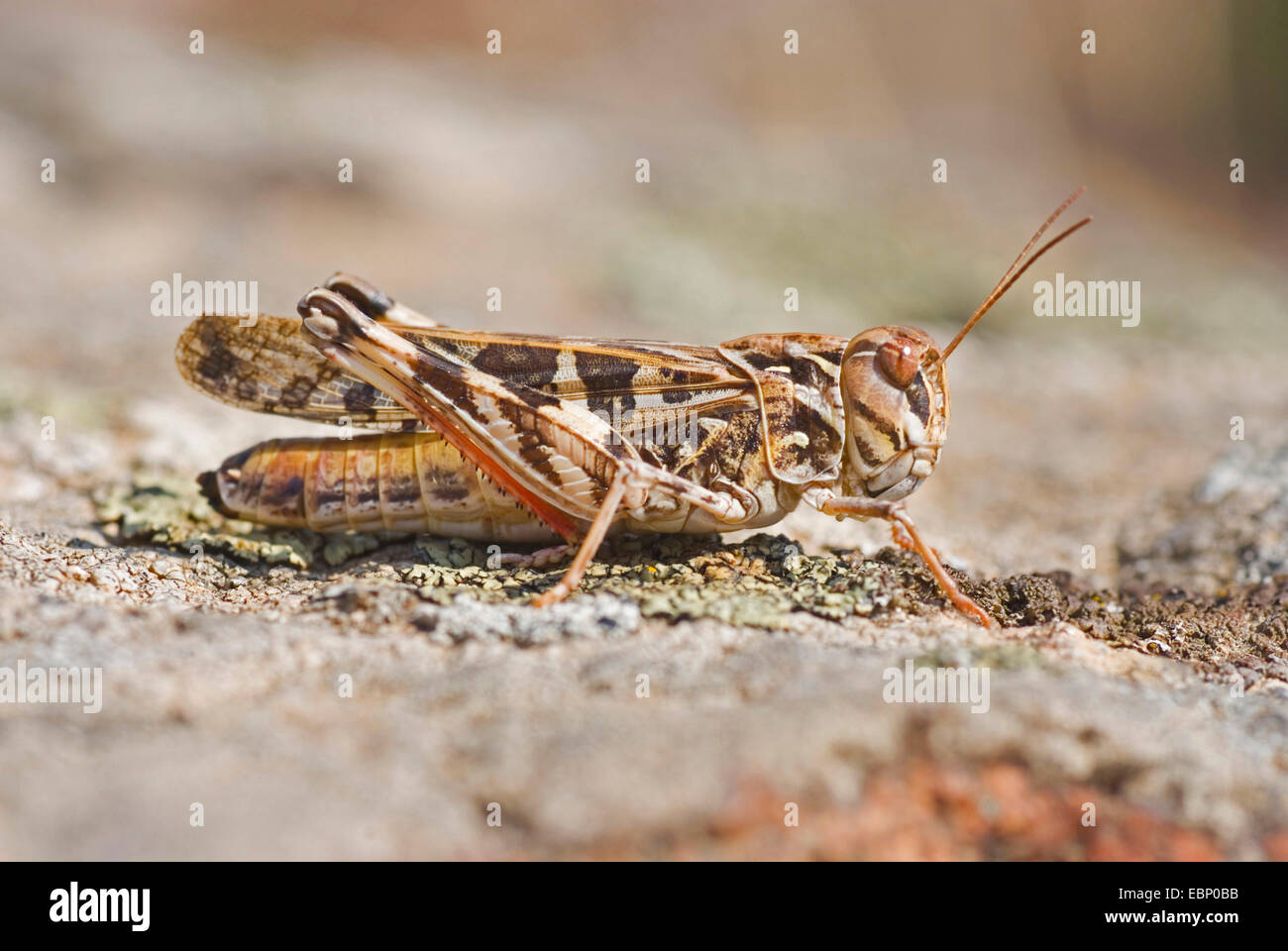 Mediterráneo whitecross grasshopper, Banda Oedaleus decorus alada (saltamontes), sobre el terreno, Francia, Córcega Foto de stock