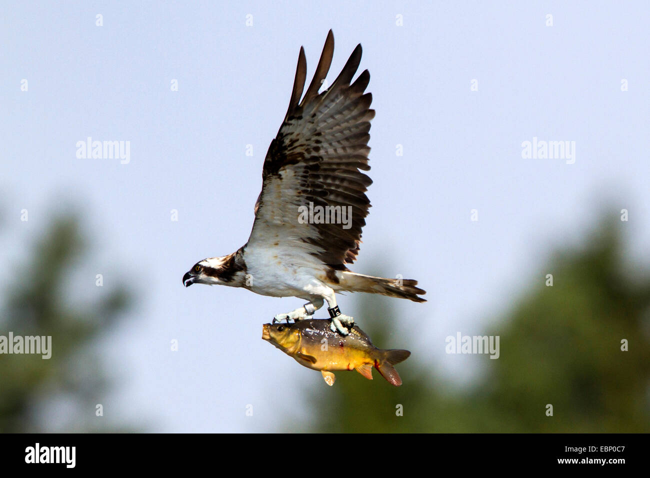 El águila pescadora (Pandion haliaetus halcón de pescado), en vuelo con peces depredados, Alemania Foto de stock