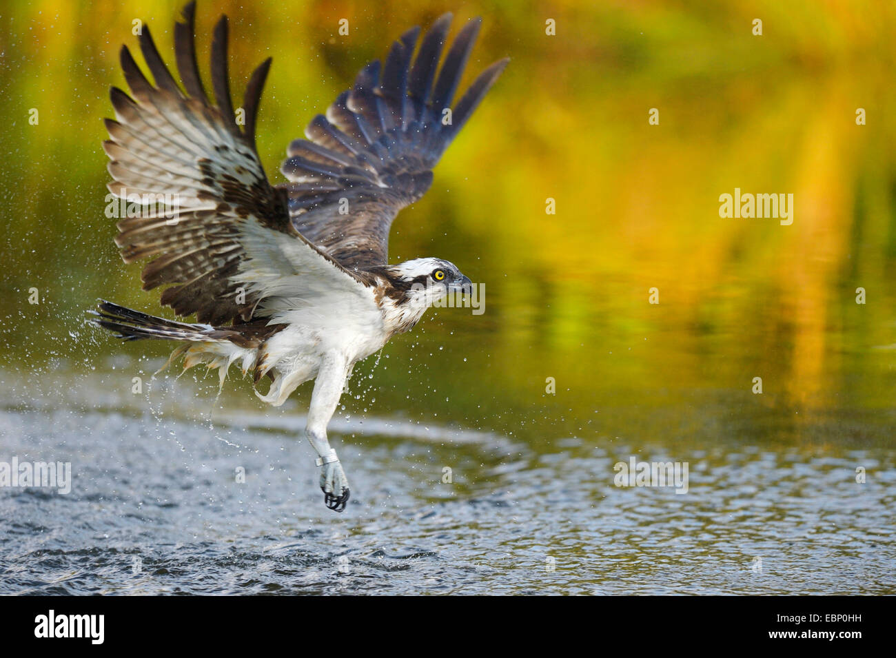 El águila pescadora (Pandion haliaetus halcón de pescado), el águila  volando tras el fracaso de la caza en la luz de la mañana, Finlandia  Fotografía de stock - Alamy