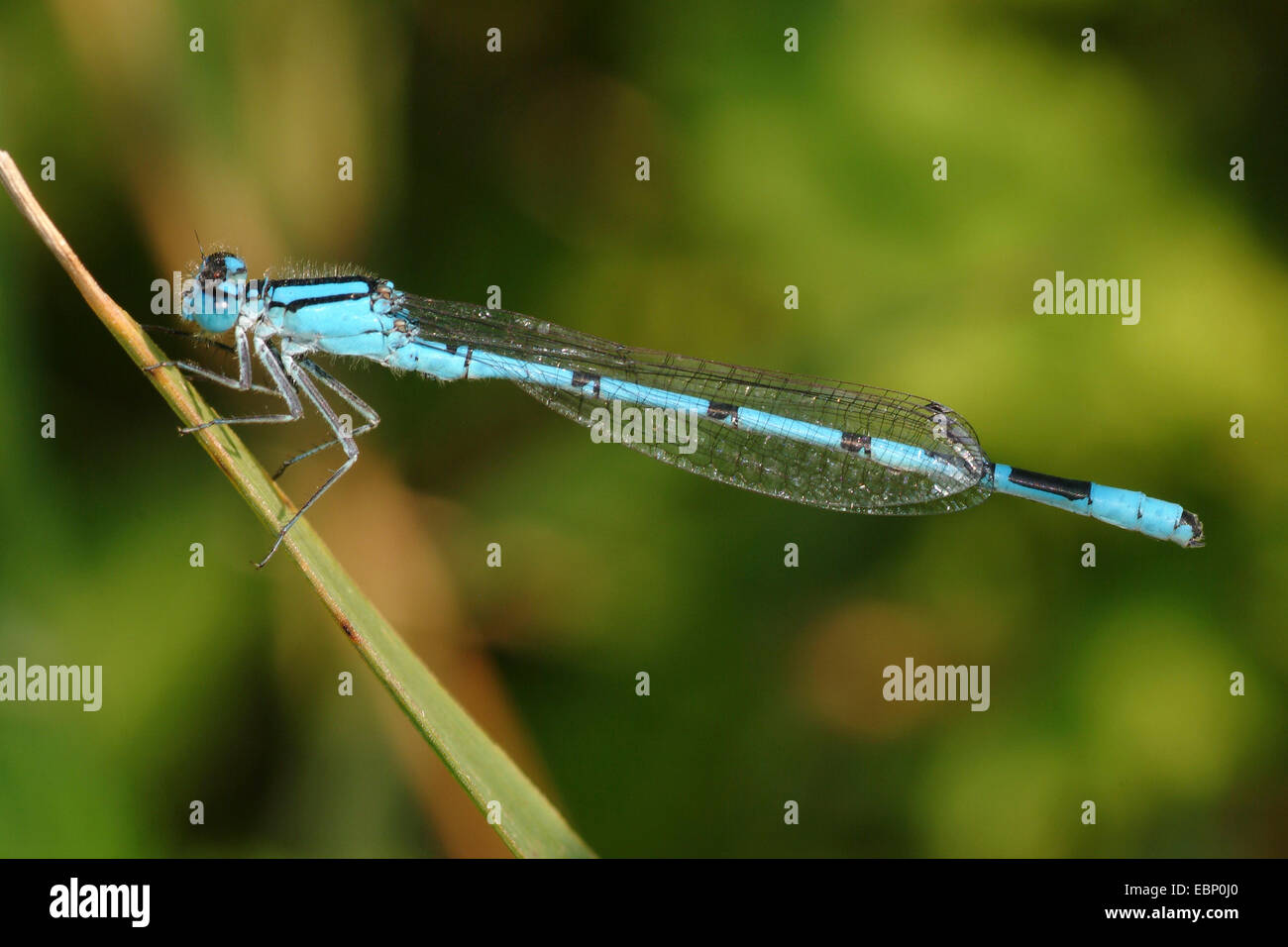 Azul Común, común bluet damselfly (damselfly Enallagma cyathigerum cyathigera,), macho, Alemania Foto de stock