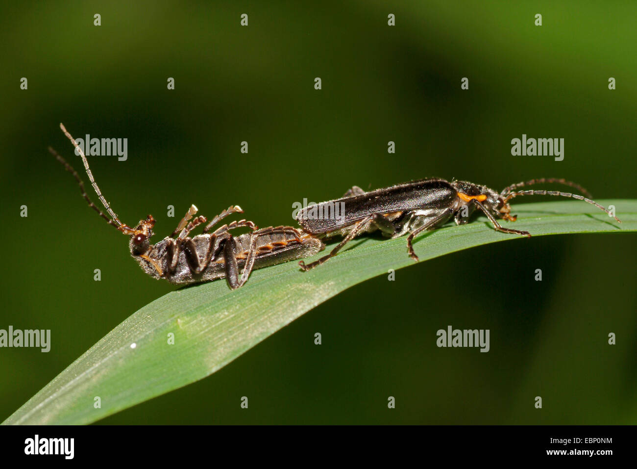 Soldado (escarabajo Cantharis obscura), dos escarabajos soldado, uno de ellos está acostado sobre su espalda, Alemania Foto de stock
