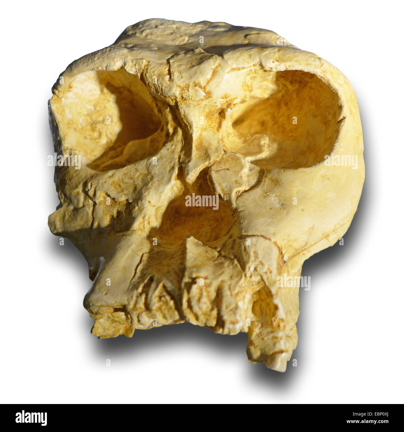 Handy man (Homo habilis), el cráneo de una conducta humana prehistórica de neógena (25-2,5 millones de años), ubicación de África Foto de stock