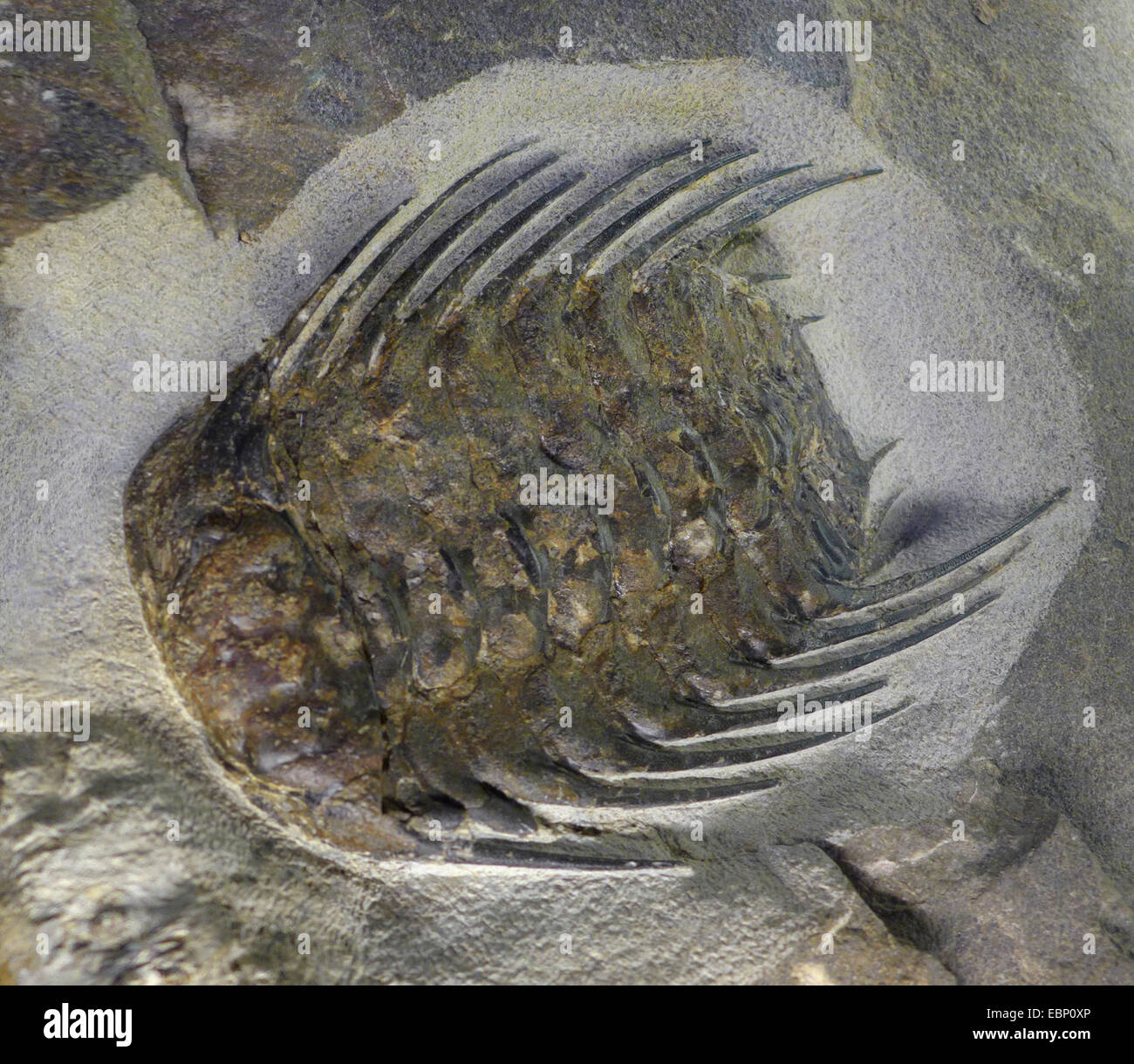 Trilobite (Selenopeltis spec.), Ordovícico trilobite (500-440 millones de años), ubicación Morocoo Foto de stock