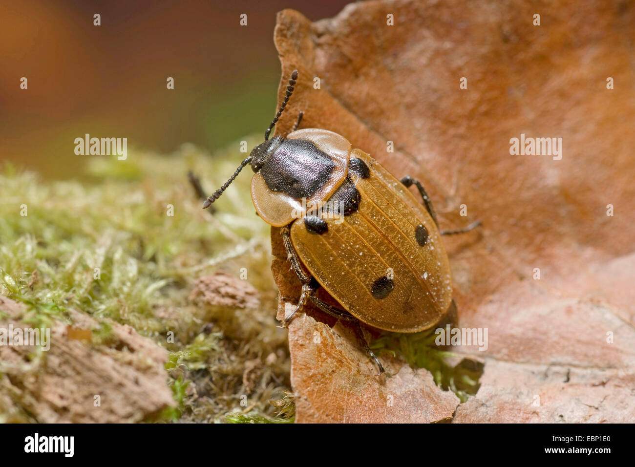 Cuatro-spotted enterrando escarabajo (Xylodrepa Dendroxena quadrimaculata quadrimaculata,), sentado sobre una hoja seca acostado en Moss, Alemania Foto de stock