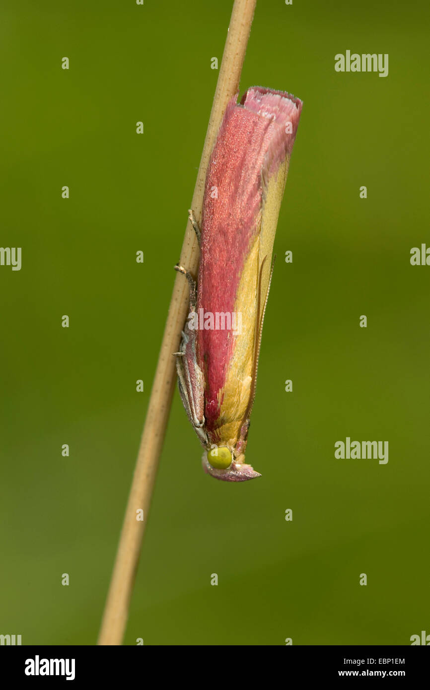 Hocico Oncocera semirubella (polilla), en una brizna de hierba, Alemania Foto de stock