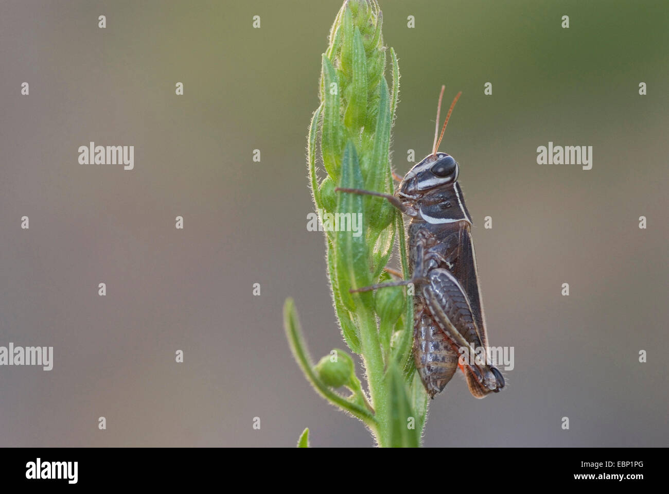 Locust (Calliptamus spec), en una inflorescencia en ciernes, Francia, Córcega Foto de stock