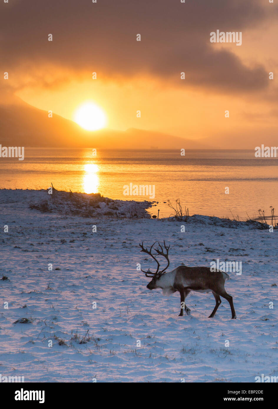 Unión Europea, Reno caribú (Rangifer tarandus tarandus), renos en la luz de la mañana, Noruega Troms, Sandnessund Foto de stock