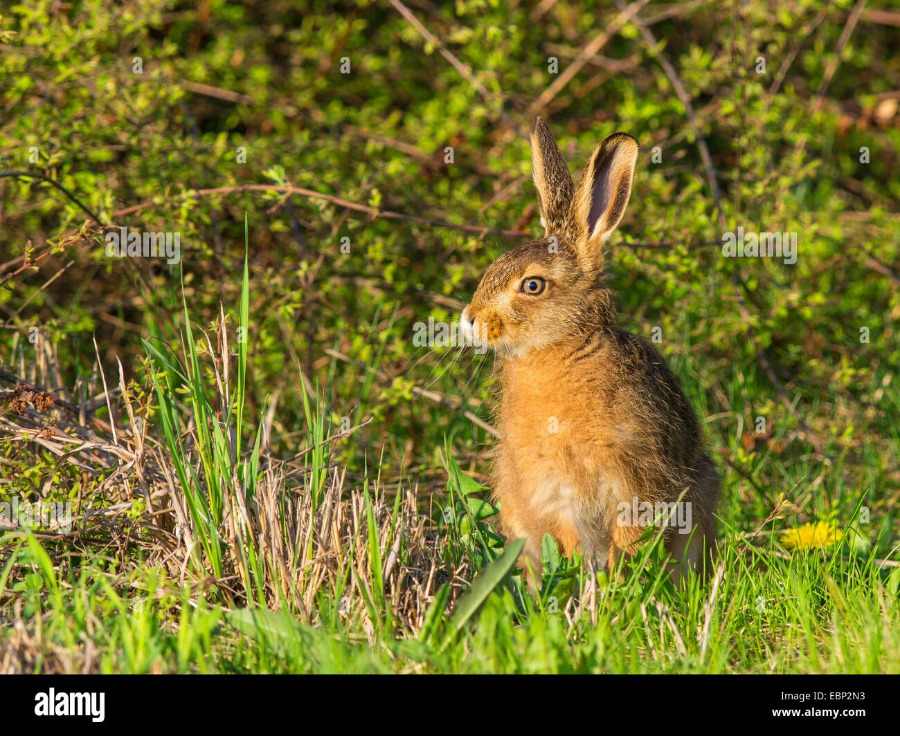 Liebre europea, marrón de la liebre (Lepus europaeus), tertulias joven Brown hare, Alemania Foto de stock