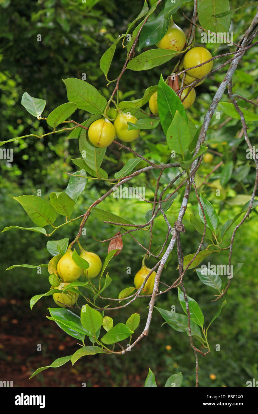 Nuez moscada africana fotografías e imágenes de alta resolución Alamy