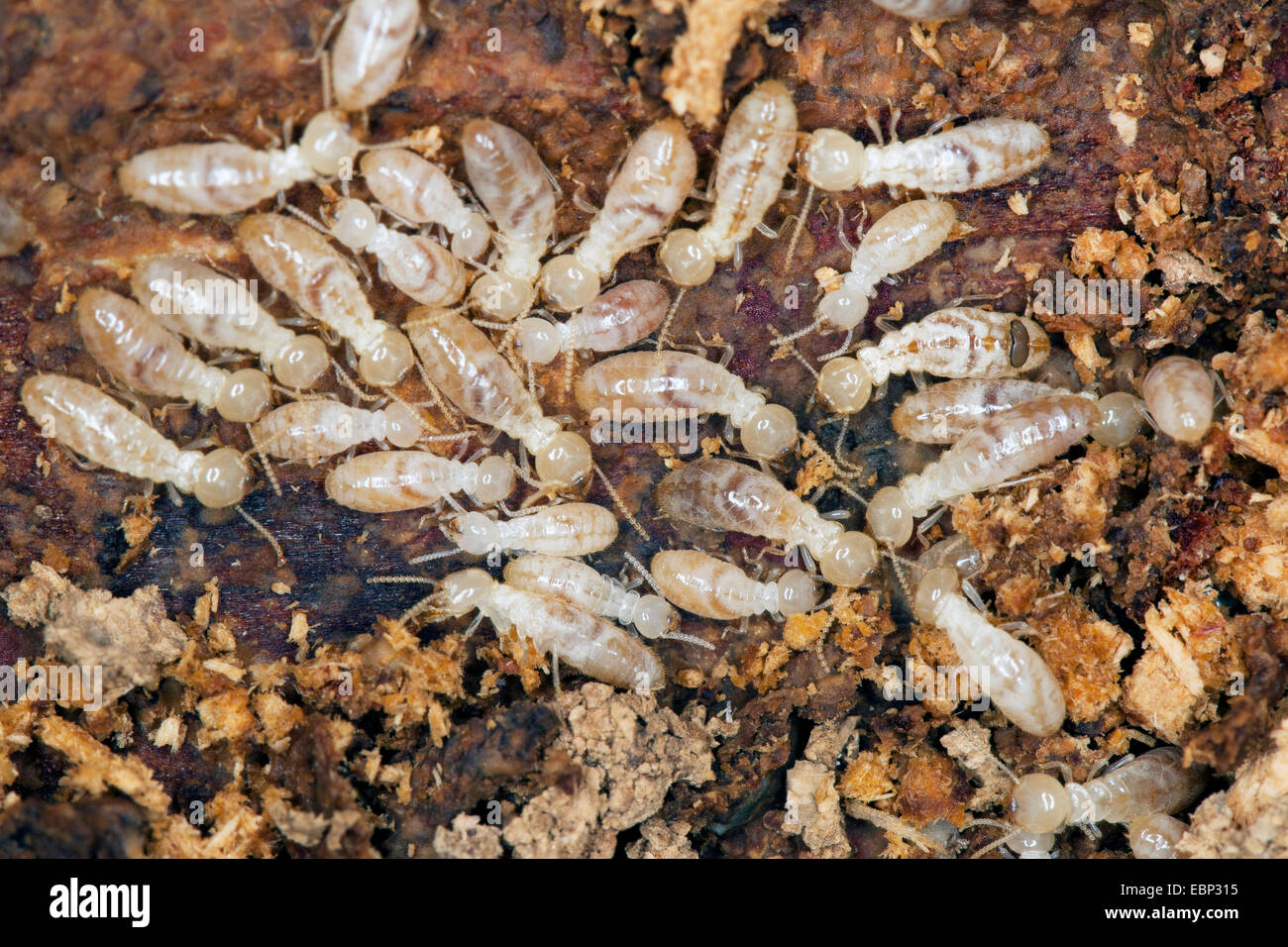 (Reticulitermes termitas Reticulitermes lucifugus y Reticulitermes lucifugus corsicus corsicus,), muchas de las termitas en deadwood, Francia, Córcega Foto de stock