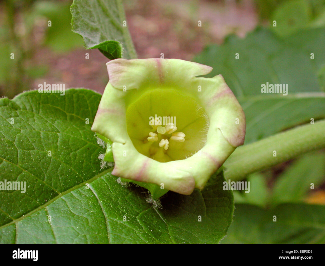 Flor de belladona fotografías e imágenes de alta resolución - Alamy