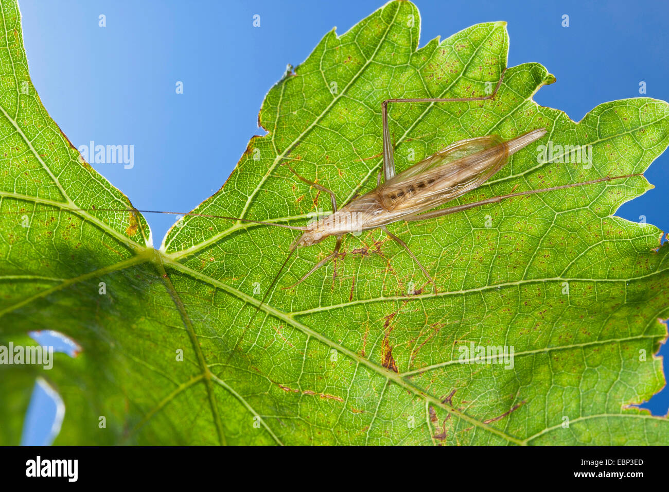 Frágil silbido cricket, árbol europeo cricket, Oecanthus pellucens grillo (Italiano), macho Foto de stock