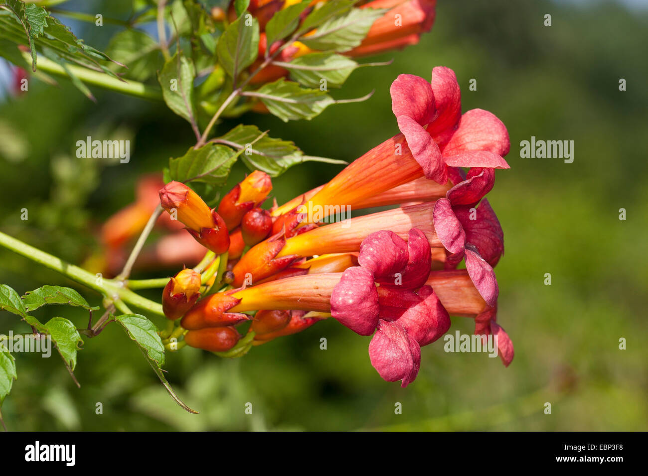 Reductor de trompeta, Trompeta vid (Campsis radicans, Bignonia radicans, Tecoma radicans), flores Foto de stock