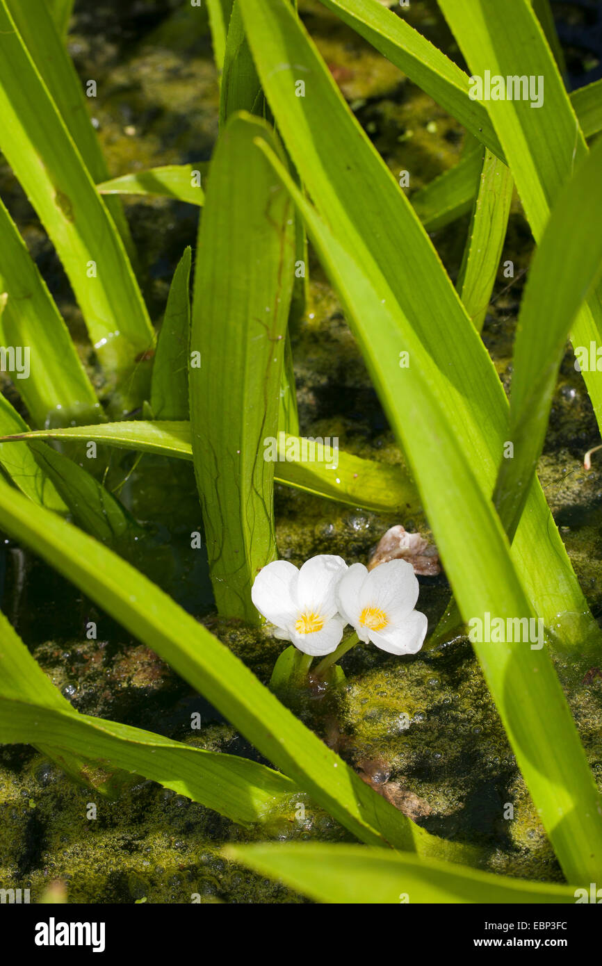-Garra del cangrejo, agua-soldado (Stratiotes aloides), floreciendo, Alemania Foto de stock
