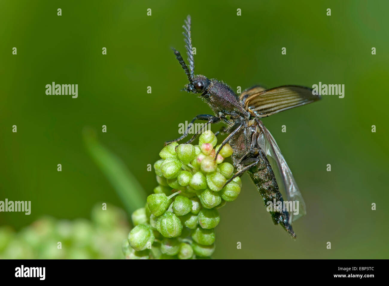 Haga clic en escarabajo (Ctenicera cuprea), en una inflorescencia en ciernes, Alemania Foto de stock