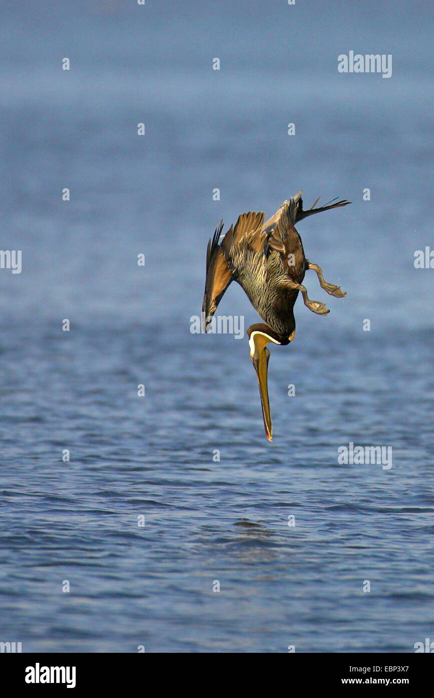 Pelicano café (Pelecanus occidentalis), volar, se sumerge en el agua con el fin de atrapar un pez, EEUU, Florida, el Parque Nacional Everglades Foto de stock