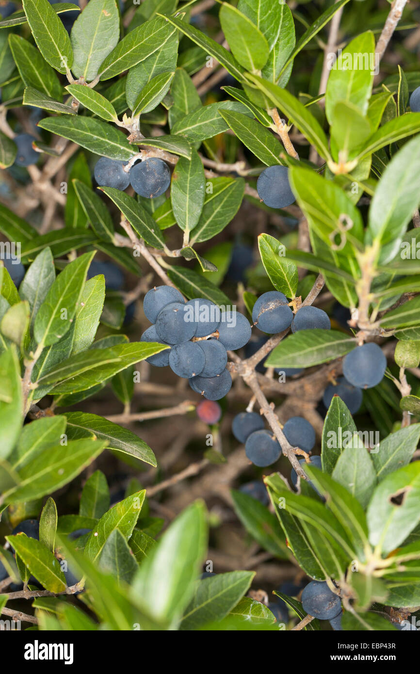 Falso, oliva Broad-Leaved Phillyrea (Phillyrea latifolia), rama con frutos Foto de stock