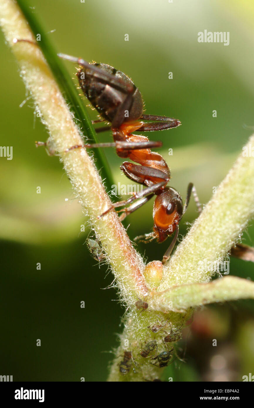 Sur de hormiga de madera, Caballo hormiga (Formica rufa), a la caza de greenflies, Alemania Foto de stock
