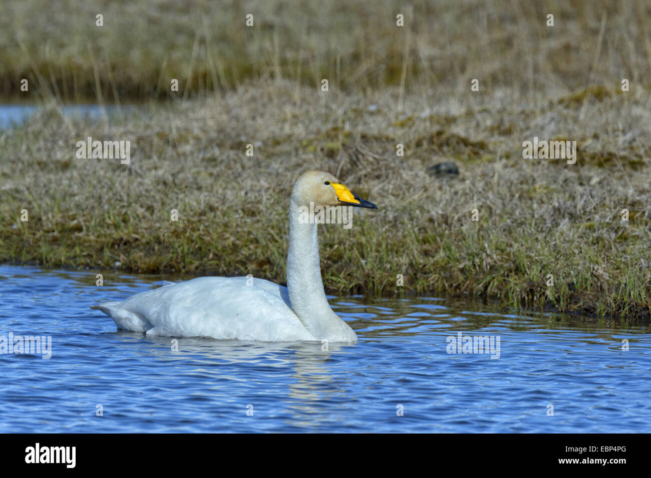 Cisnes cantores (Cygnus cygnus), nadar en un estanque de páramo