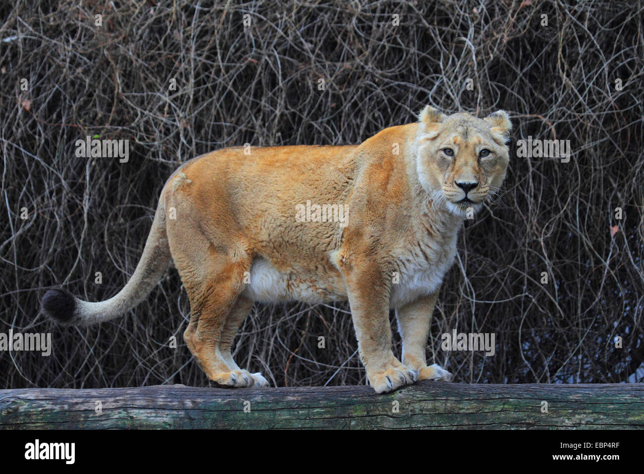 León asiático (Panthera leo persica), situándose en un tallo Foto de stock