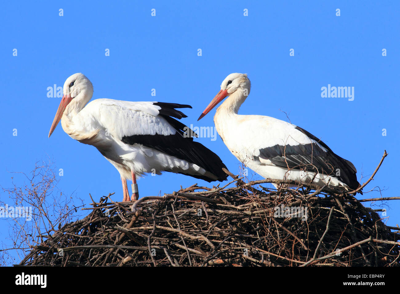 Cigüeña blanca (Ciconia ciconia), dos cigüeñas blancas en el nido, Alemania Foto de stock