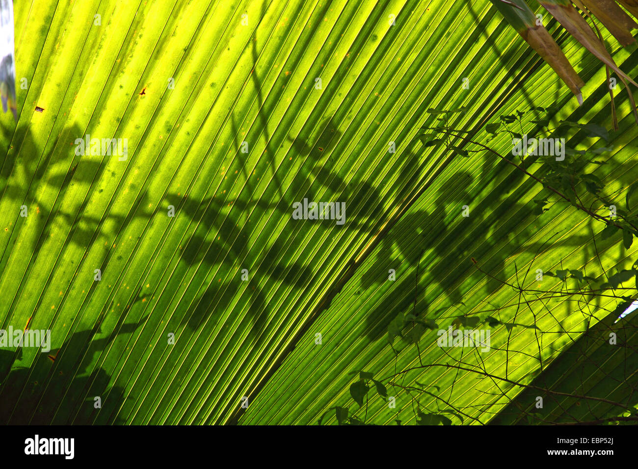 Hoja de palmera en la retroiluminación, Seychelles, Vallee de Mai National Park, Praslin Foto de stock