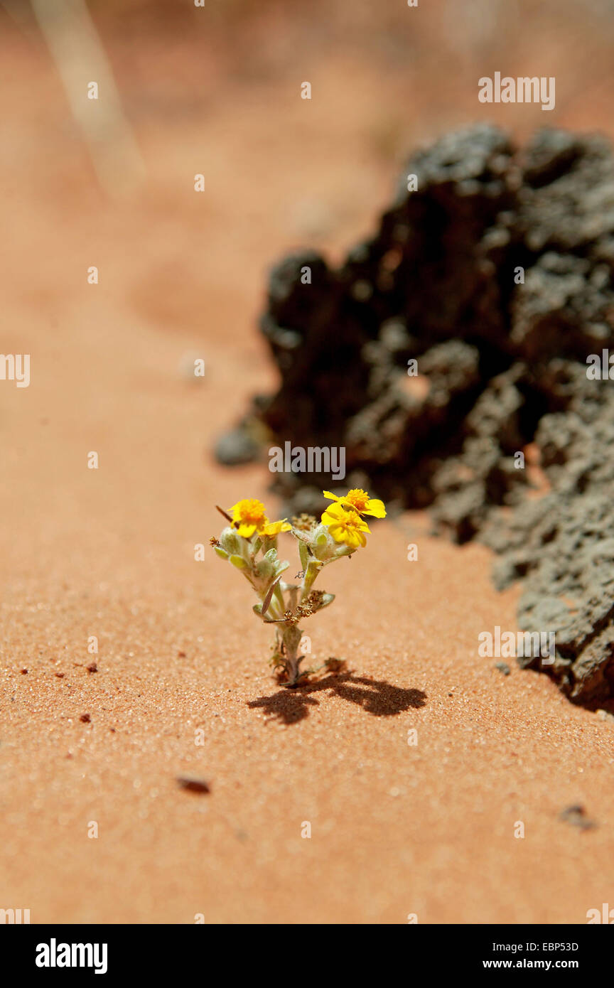 Un racimo de pequeñas flores secas de color amarillo, desde el desierto de  Arizona, iluminada por el sol de la tarde, en acantilados Vermillion  Monumento Nacional Fotografía de stock - Alamy