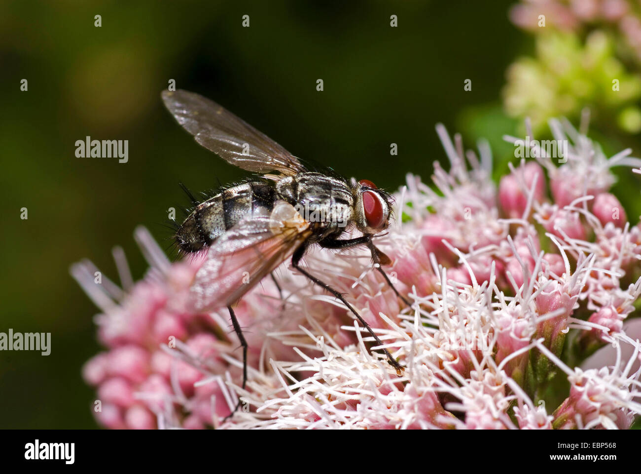Parásito mosca, mosca Tachinid (Dinera ferina), en floración bonesets, Alemania Foto de stock