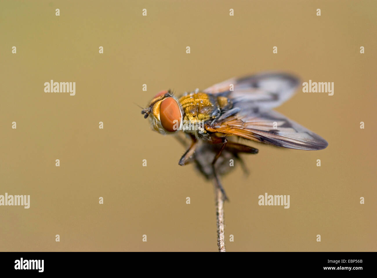 Parásito mosca, mosca Tachinid (Ectophasia crassipennis), sobre un tallo, Alemania Foto de stock