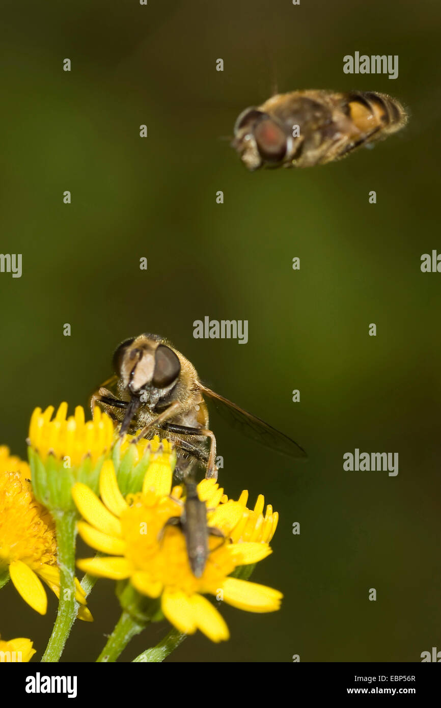 Hoverfly (Eristalis interrupta), uno hoverfly sentado en flor amarilla, otro se aproxima, Alemania Foto de stock