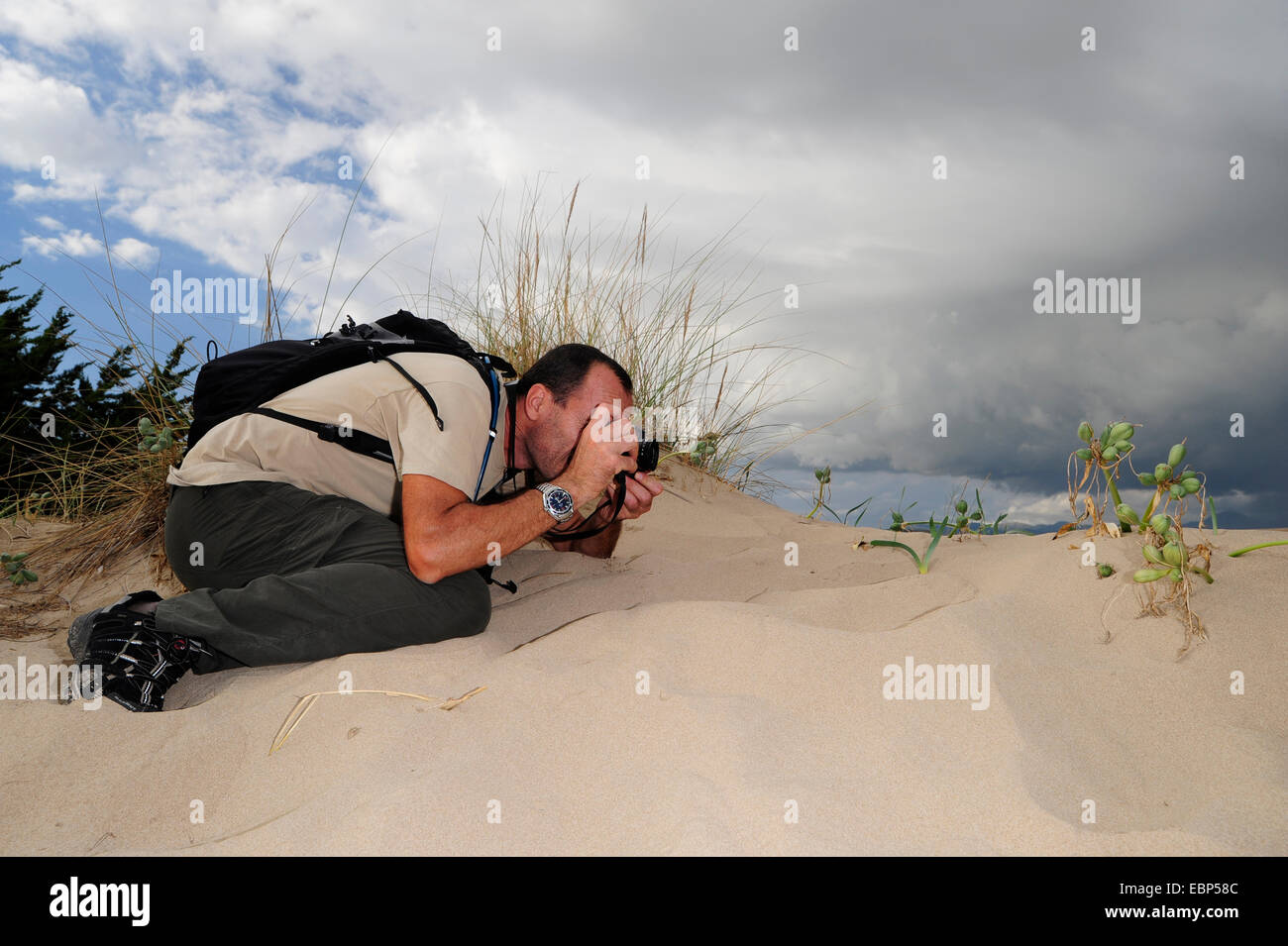 Narciso de mar (Pancratium maritimum), fotógrafo de la naturaleza que representan un narciso en una duna de arena, en Grecia, en el Peloponeso, Messinien Foto de stock