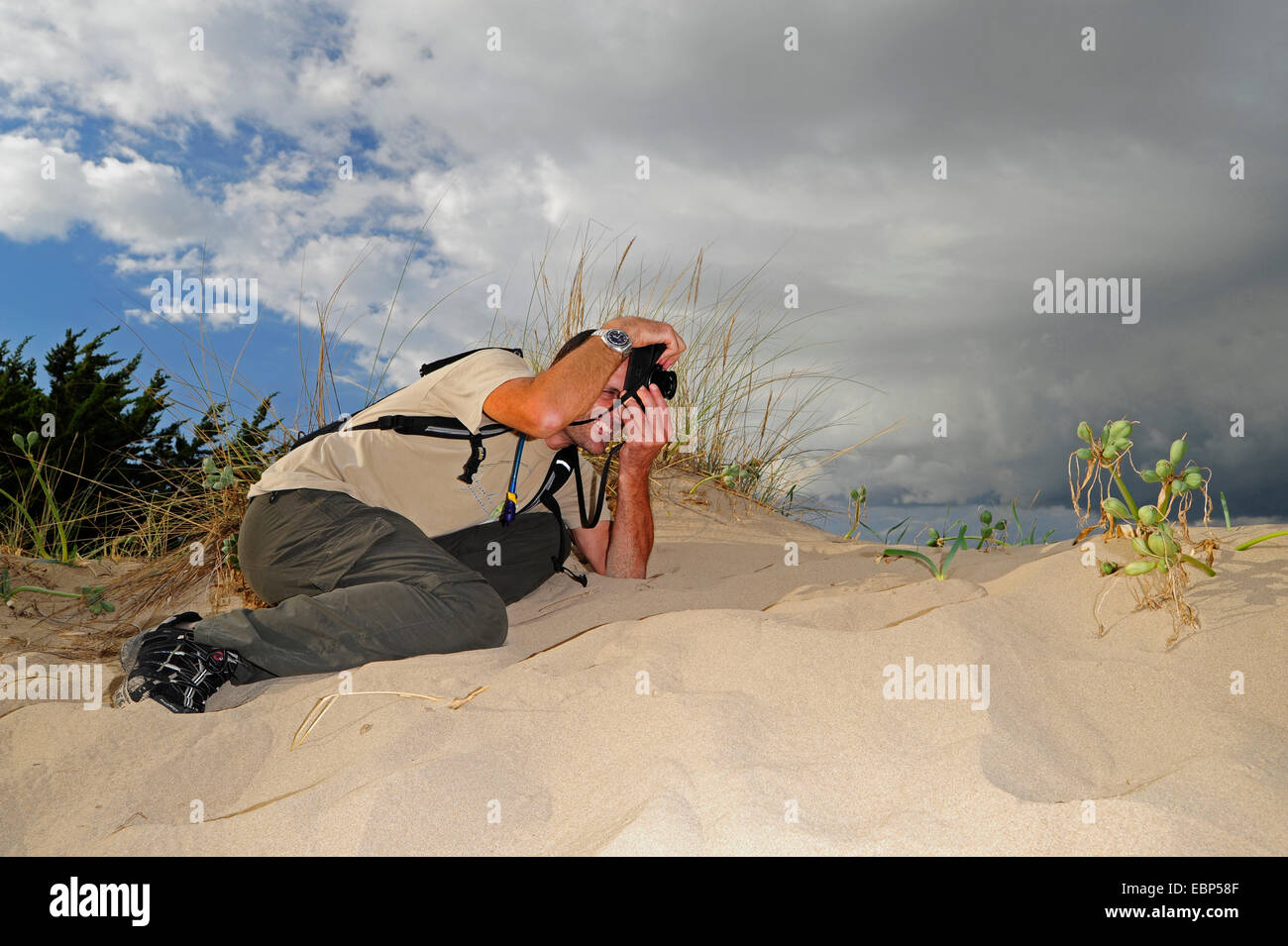 Narciso de mar (Pancratium maritimum), fotógrafo de la naturaleza que representan un narciso en una duna de arena, en Grecia, en el Peloponeso, Messinien Foto de stock